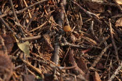 Strobilurus stephanocystis