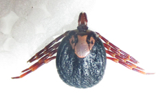 Amblyomma hebraeum
