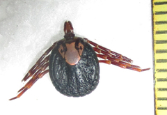 Amblyomma hebraeum