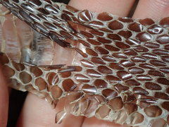 Pseudechis porphyriacus