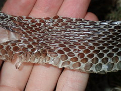 Pseudechis porphyriacus