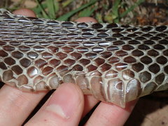 Pseudechis porphyriacus