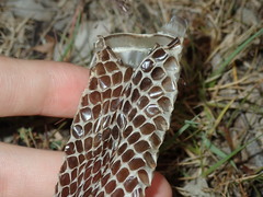 Pseudechis porphyriacus