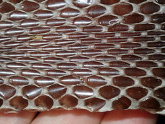 Pseudechis porphyriacus