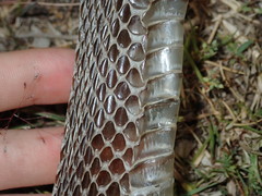 Pseudechis porphyriacus