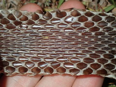 Pseudechis porphyriacus