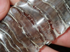 Pseudechis porphyriacus