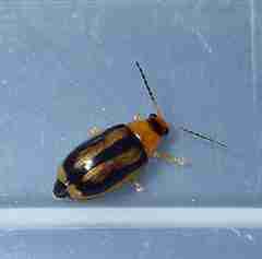 Pseudoides flavovittis