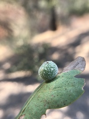 Cynips multipunctata