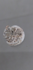 Scleractinia