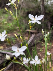 Libertia paniculata