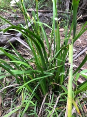 Libertia paniculata