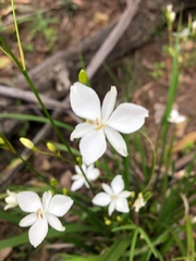 Libertia paniculata