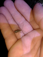 Ancylotropis waterhousei