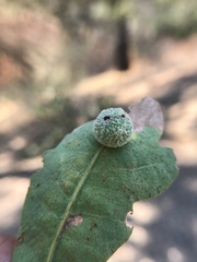 Cynips multipunctata