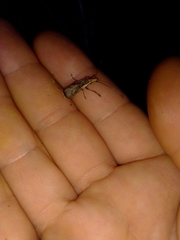Ancylotropis waterhousei