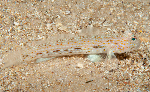 Hoese's sandgoby (Istigobius hoesei) — Gobiidae — 4