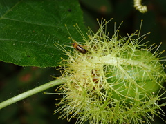 Pseudoides flavovittis