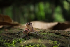 Coleonyx nemoralis