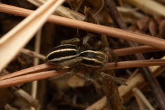 Phlegra bresnieri