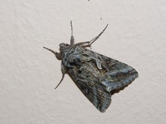 Cornutiplusia circumflexa