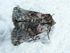 Abrostola microvalis