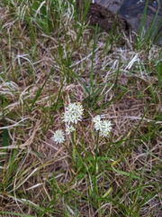 Triantha occidentalis