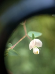 Acmispon americanus americanus