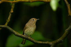 Cyanoptila