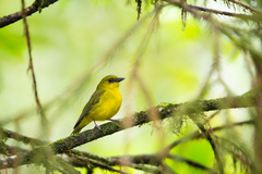 Pachycephala hypoxantha