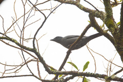Lalage fimbriata