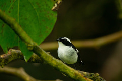 Ficedula westermanni