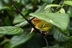 Phylloscopus montis