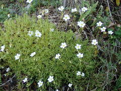 Saxifraga fragosoi