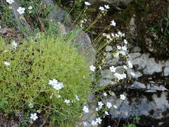 Saxifraga fragosoi