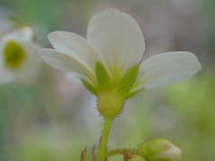 Saxifraga fragosoi