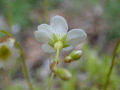 Saxifraga fragosoi