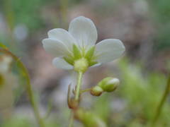 Saxifraga fragosoi