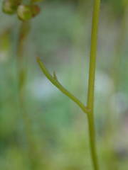 Saxifraga fragosoi