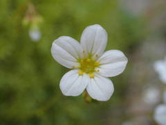 Saxifraga fragosoi