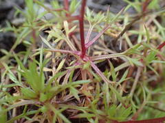Saxifraga fragosoi