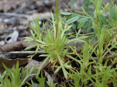 Saxifraga fragosoi