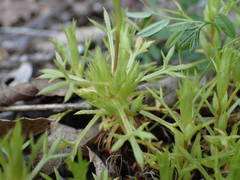 Saxifraga fragosoi