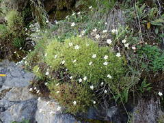 Saxifraga fragosoi