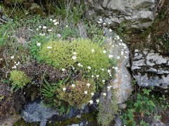 Saxifraga fragosoi