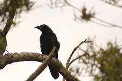 Corvus coronoides perplexus