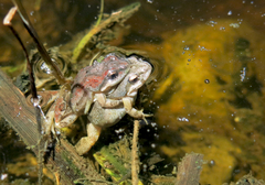 Cacosternum australis