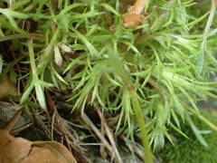 Saxifraga fragosoi