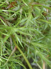 Saxifraga fragosoi
