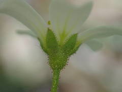 Saxifraga fragosoi